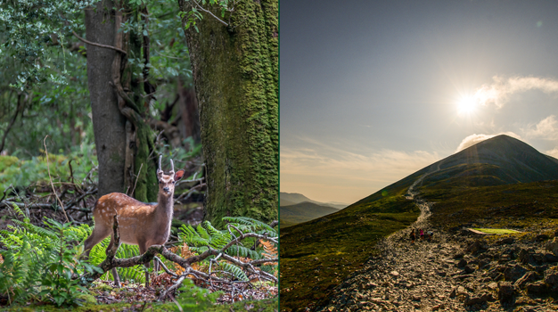 woodland walks ireland