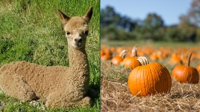 Wicklow to welcome an alpacas and pumpkin patch fundraising event this October