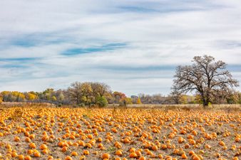 The top 10 pumpkin patches to check out in Ireland revealed