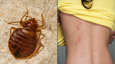 All you need to know about bedbugs if you’re Paris bound this weekend