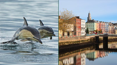 Crowds gather to see dolphins swimming along the River Lee in Cork