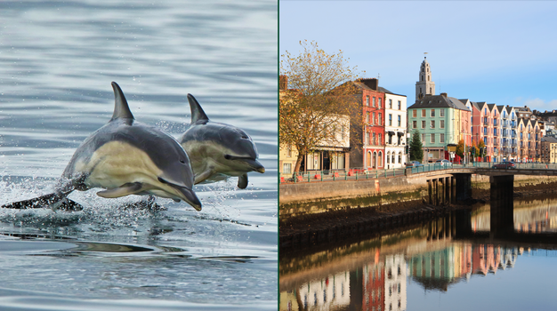 dolphins river lee cork