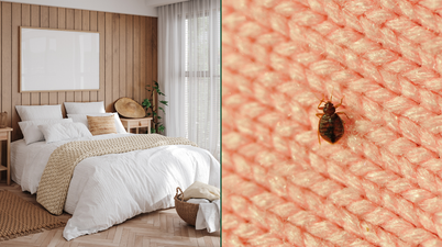 4 ways to spot bed bugs as infestation arrives in Ireland