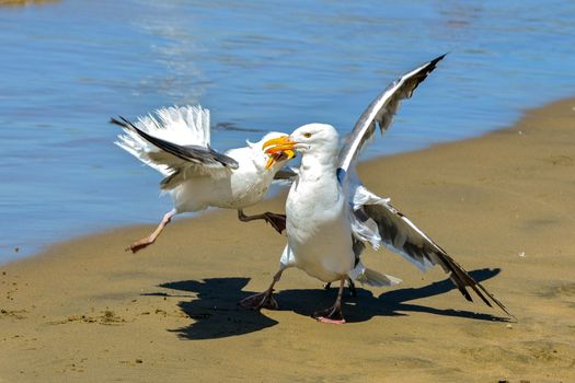 seagulls contraception contraceptive