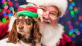 You can take your dog to visit Santa Paws this Christmas at 43 locations across Ireland