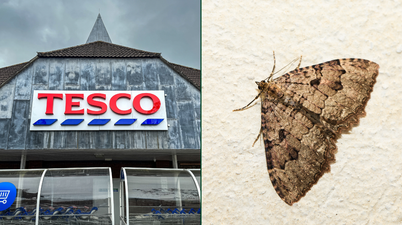 Tesco urgently recalls stuffing mix due to ‘possible presence of moths’